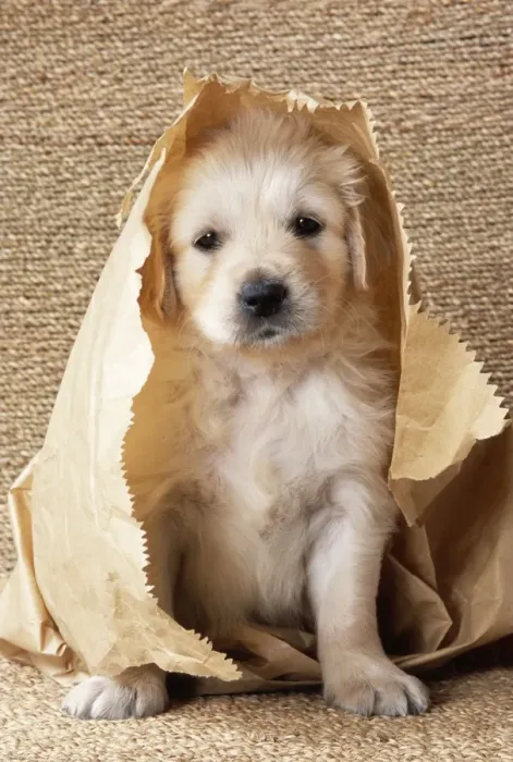 Framed Print : Golden Retriever Dog - puppy in paper bag Framed Print : Golden Retriever Dog - puppy in paper bag