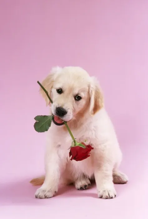 Framed Print : Golden Retriever Dog Puppy with rose in its mouth Framed Print : Golden Retriever Dog Puppy with rose in its mouth