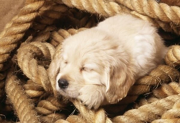 Golden Retriever Dog Puppy sleeping