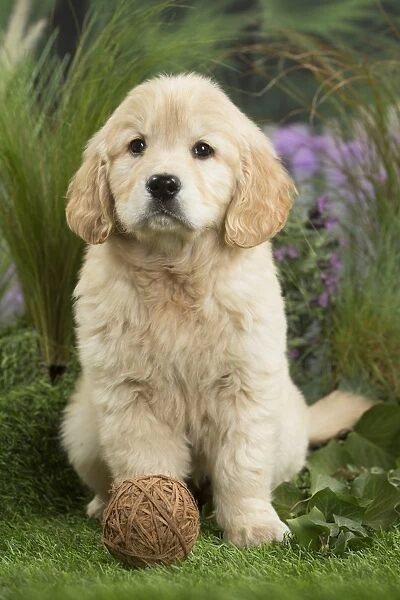 Golden Retriever Dog puppy with toy ball