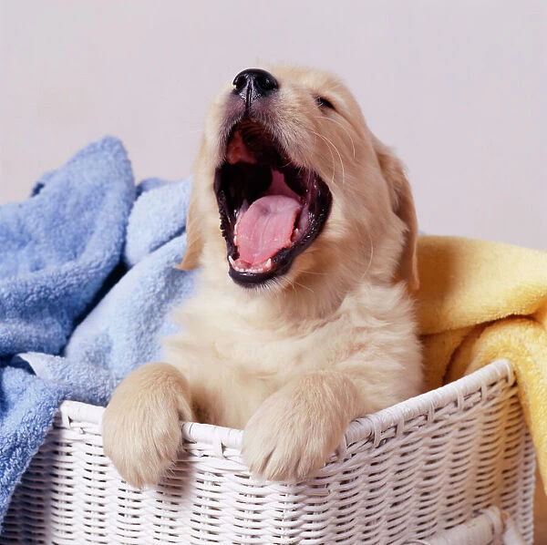 Golden Retriever Dog - Puppy yawning in laundry basket