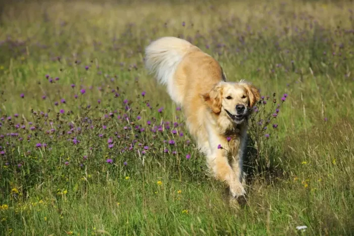 Framed Print : Golden Retriever Dog - running through field Framed Print : Golden Retriever Dog - running through field