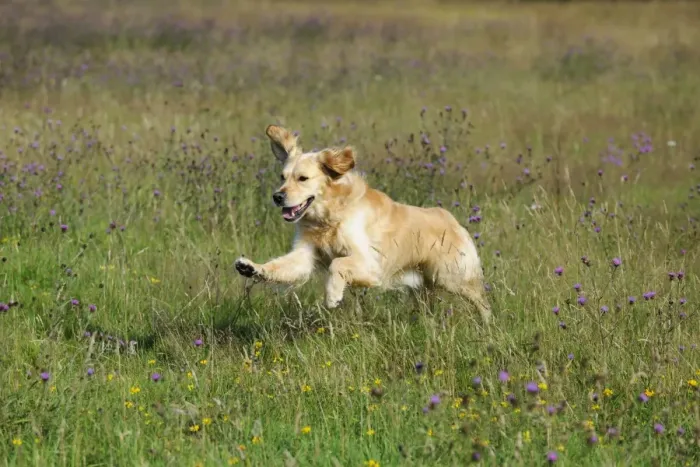 Framed Print : Golden Retriever Dog - running through field Framed Print : Golden Retriever Dog - running through field