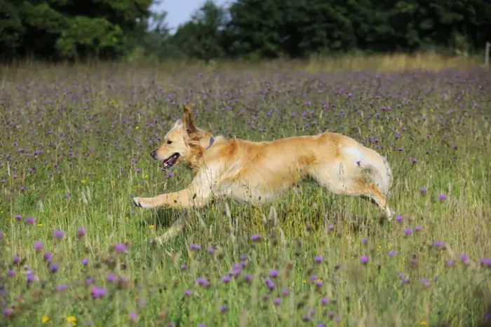Framed Print : Golden Retriever Dog - running through field Framed Print : Golden Retriever Dog - running through field
