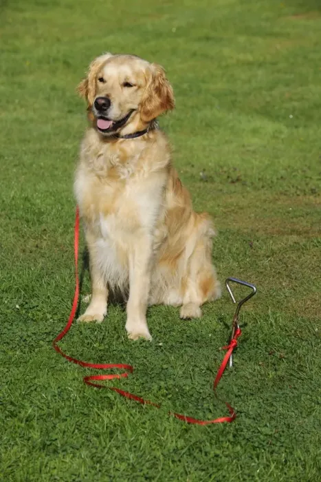 Framed Print : Golden Retriever Dog - sitting on grass tied to stake in ground Framed Print : Golden Retriever Dog - sitting on grass tied to stake in ground