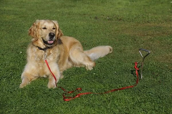 Golden Retriever Dog - tied to stake in ground