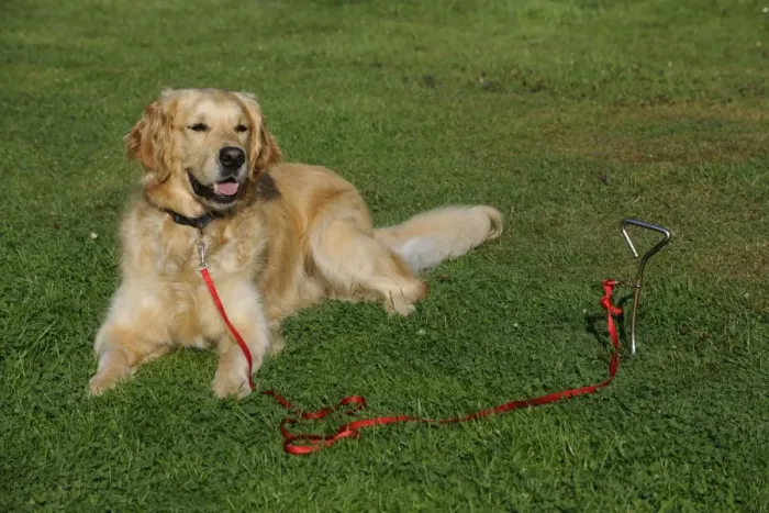 Framed Print : Golden Retriever Dog - tied to stake in ground Framed Print : Golden Retriever Dog - tied to stake in ground
