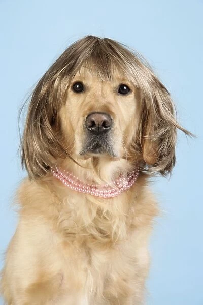 Golden Retriever Dog - wearing wig and necklace