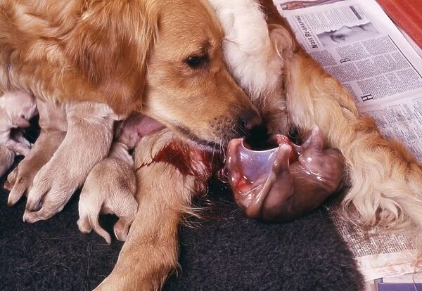 Golden Retriever Dog - whelping, showing puppy in amniotic sac