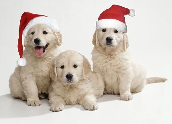 Golden Retriever Dog - x3 puppies 8 weeks old, 2 wearing Christmas hats