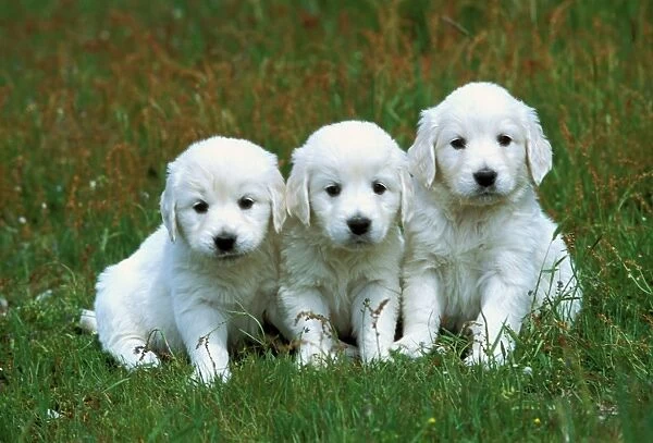 Golden Retriever Dogs 3 x Puppies sitting together