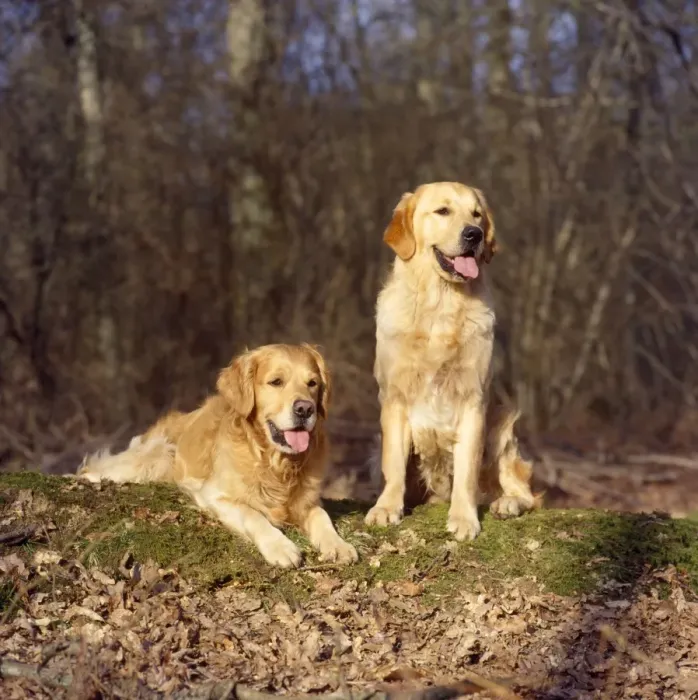 Framed Print : Golden Retriever Dogs
