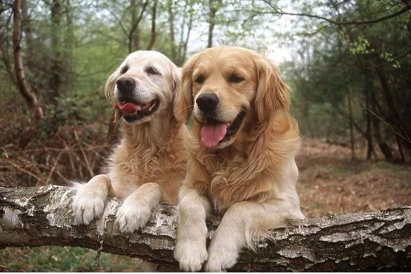 Golden Retriever Dogs - two on forest walk. Resting with