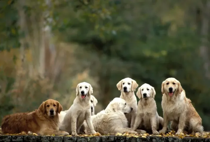 Framed Print : Golden Retriever Dogs Group sitting together Framed Print : Golden Retriever Dogs Group sitting together