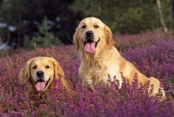 Golden Retriever Dogs - in heather