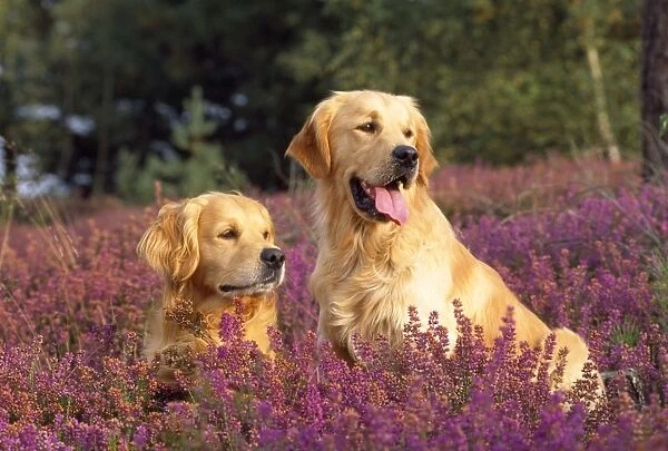 Golden Retriever DogS - in heather
