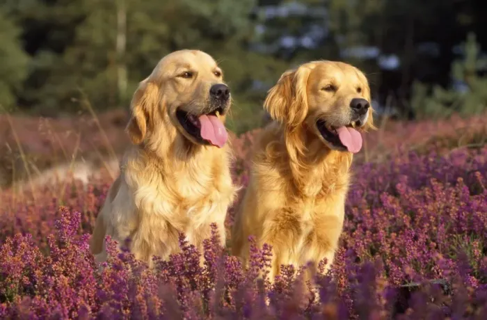 Framed Print : Golden Retriever Dogs - standing in heather, tongues out Framed Print : Golden Retriever Dogs - standing in heather, tongues out