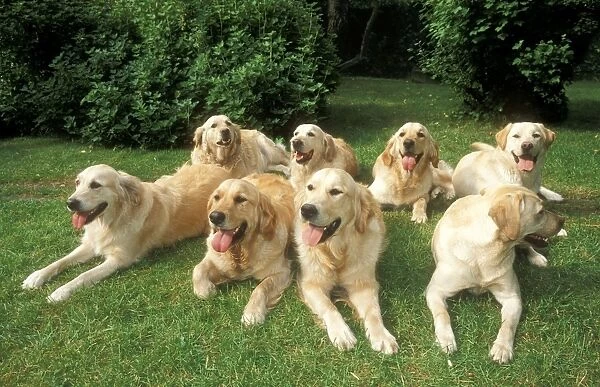 Golden Retriever & Labrador Dog Group
