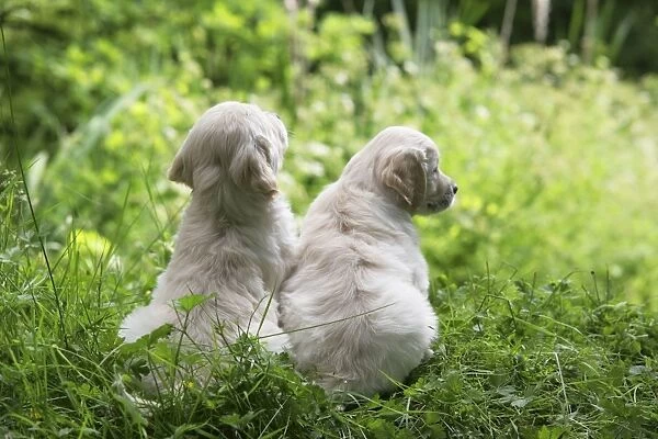Golden Retriever puppies on bank - 7 weeks