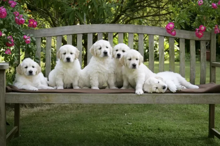 Framed Print : Golden Retriever puppies on garden bench - 7 weeks Framed Print : Golden Retriever puppies on garden bench - 7 weeks