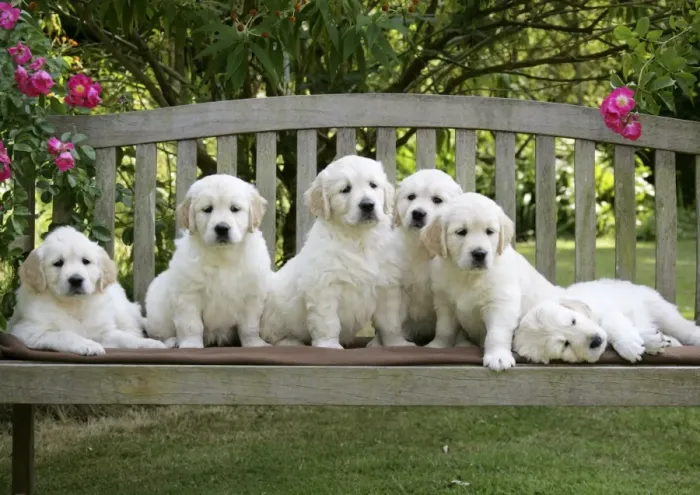 Framed Print : Golden Retriever puppies on garden bench - 7 weeks Framed Print : Golden Retriever puppies on garden bench - 7 weeks