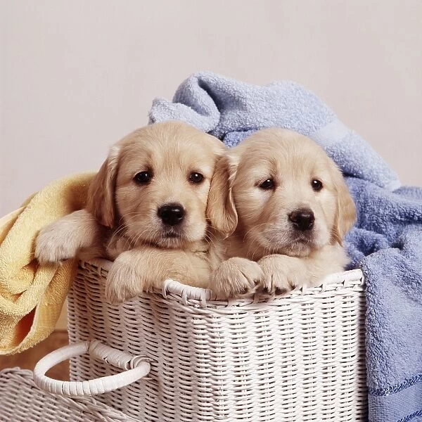 Golden Retriever Puppies JD 9379E In laundry basket, with towels © John Daniels  /  ardea. com