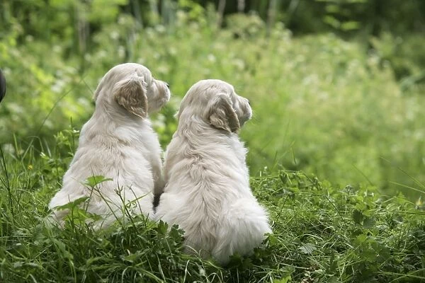Golden Retriever puppies sitting on bank of pond - 7 weeks