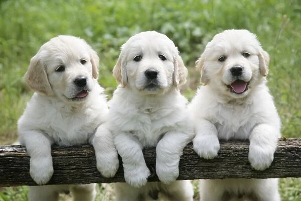 Three Golden Retriever puppies standing looking over gate -7 weeks