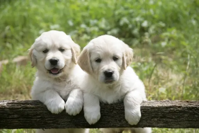 Framed Print : Two Golden Retriever puppies standing looking over gate - 7 weeks