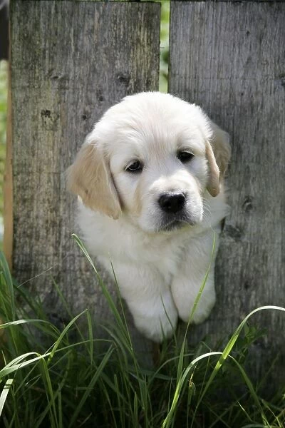Golden Retriever puppy looking through hole in fence - 7 weeks