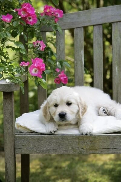 Golden Retriever puppy lying on garden bench - 7 weeks