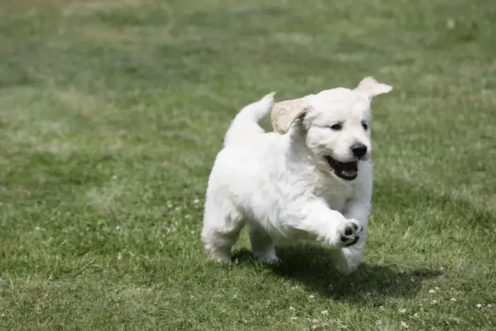 Framed Print : Golden Retriever puppy running on lawn - 7 weeks Framed Print : Golden Retriever puppy running on lawn - 7 weeks