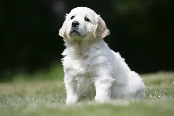 Framed Print : Golden Retriever puppy sitting on lawn - 7 weeks Framed Print : Golden Retriever puppy sitting on lawn - 7 weeks