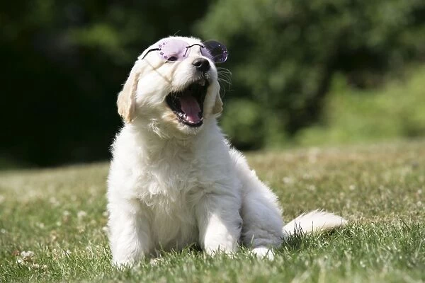 Golden Retriever puppy wearing sunglasses on lawn - 7 weeks