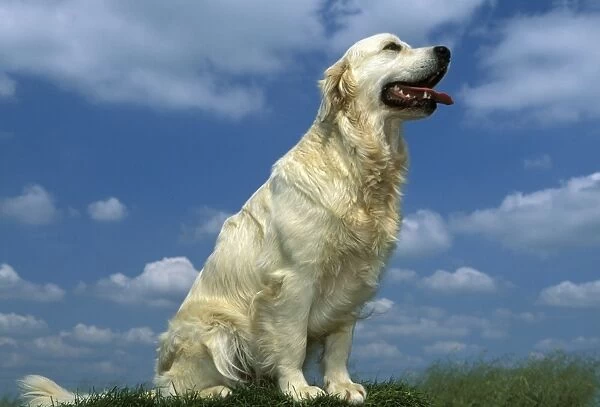 Golden Retriever Sitting down Blue sky and clouds in background