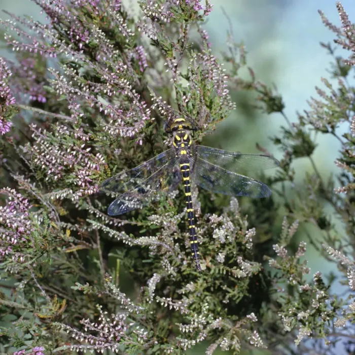 Framed Print : Golden-ringed Dragonfly Framed Print : Golden-ringed Dragonfly
