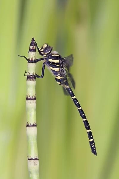 Golden Ringed Dragonfly - Cornwall - UK