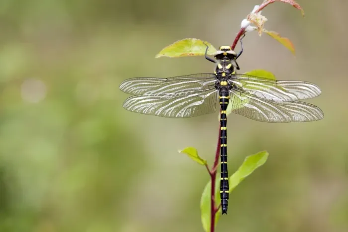 Framed Print : Golden Ringed Dragonfly - UK Framed Print : Golden Ringed Dragonfly - UK