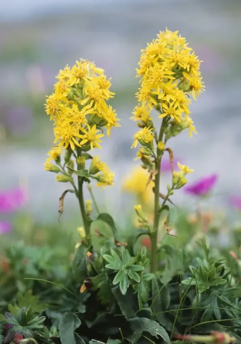 Framed Print : Golden Rod - on Limestone pavement, Burren Ireland Framed Print : Golden Rod - on Limestone pavement, Burren Ireland