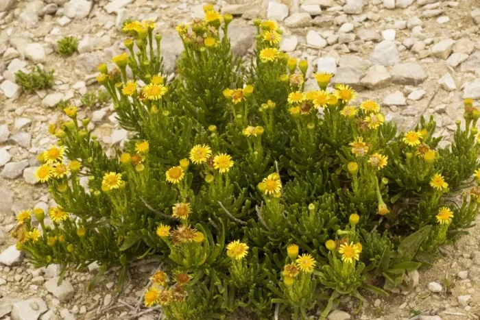 Framed Print : Golden-samphire (Inula crithmoides) on limestone, Dorset coast Framed Print : Golden-samphire (Inula crithmoides) on limestone, Dorset coast