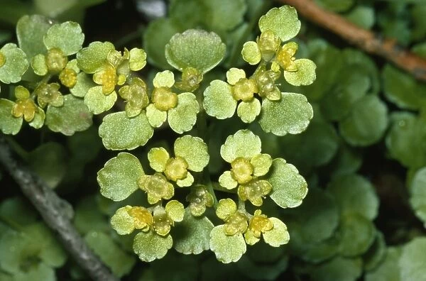 Golden Saxifrage Opposite leaved