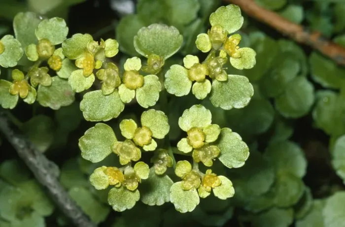 Framed Print : Golden Saxifrage Opposite leaved Framed Print : Golden Saxifrage Opposite leaved