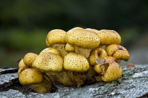 Golden Scalycap fungi - on fallen beech trunk - New Forest - Hampshire UK