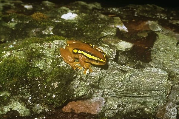 Golden Sedge Frog - Malawi