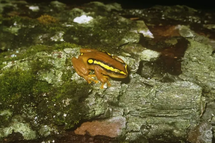 Framed Print : Golden Sedge Frog - Malawi