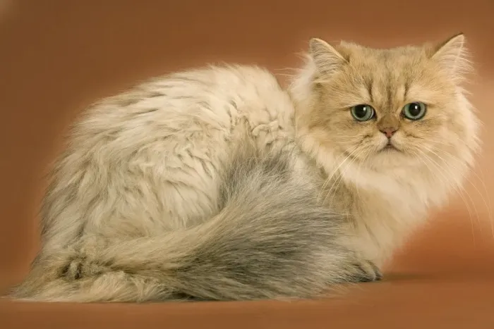 Framed Print : Golden shaded Persian Cat