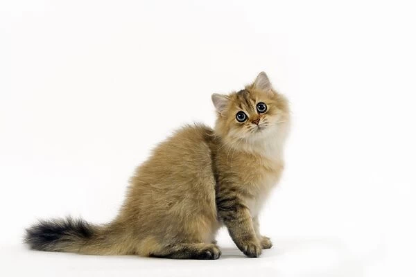 Golden Shaded Persian Cat