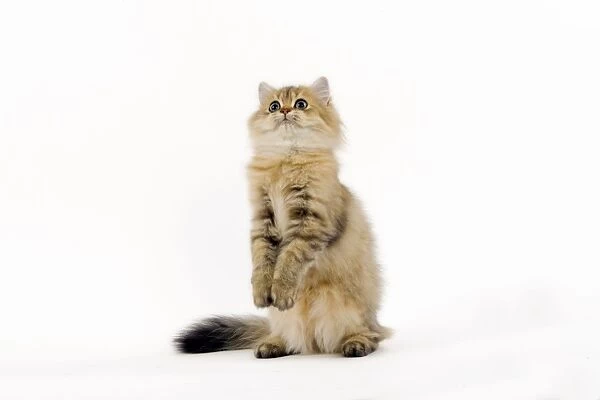 Golden Shaded Persian Cat