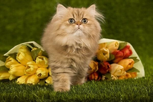 Golden Shaded Persian Cat - kitten with flowers
