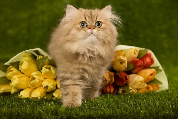 Framed Print : Golden Shaded Persian Cat - kitten with flowers Framed Print : Golden Shaded Persian Cat - kitten with flowers